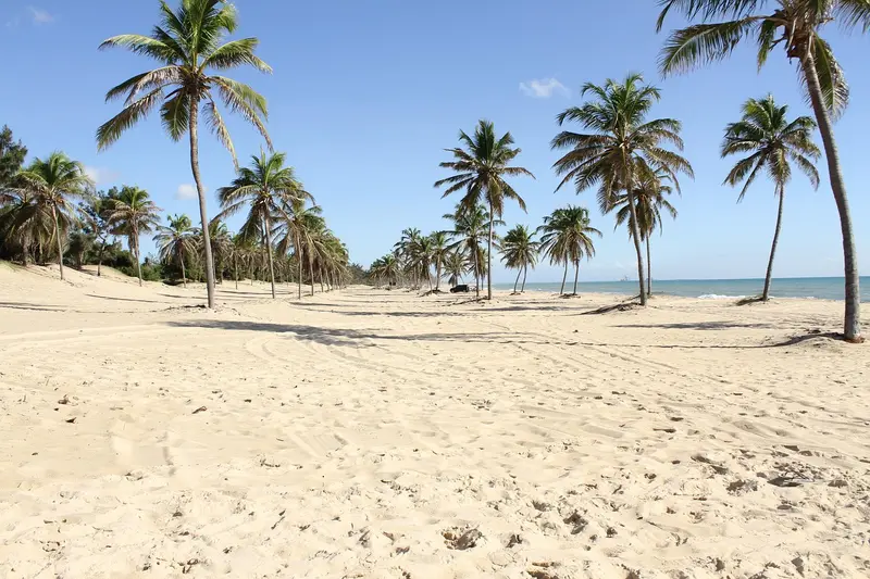 Praia de areia branca com coqueiros